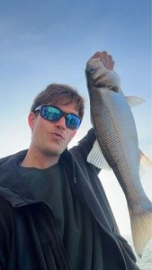 European Bass (Seabass)