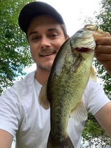 Largemouth Bass