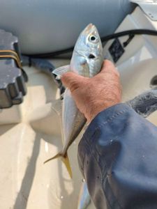 Atlantic Horse Mackerel