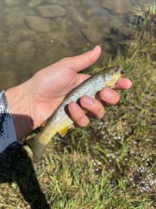 Brown Trout