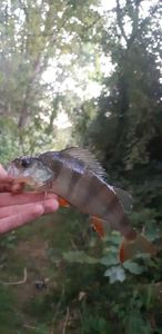 European Perch