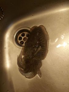 Common Cuttlefish