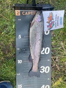 Rainbow Trout