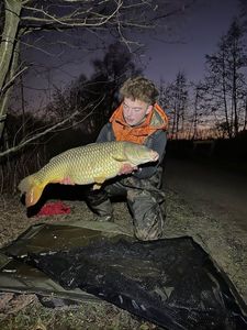Common Carp
