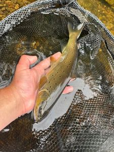 Brown Trout