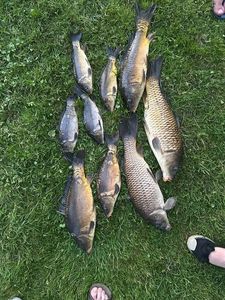 Common Carp