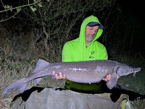 Siberian Sturgeon