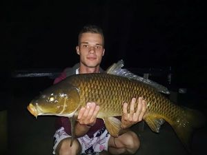 Common Carp