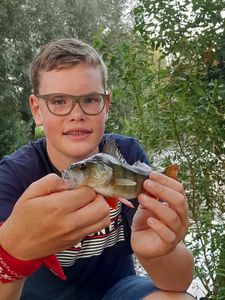 European Perch