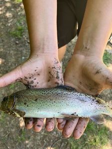 Rainbow Trout