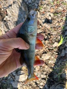 European Perch