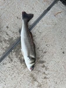 European Bass (Seabass)