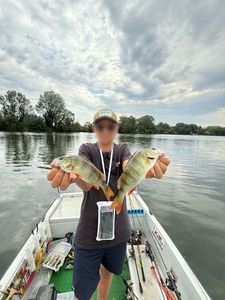European Perch