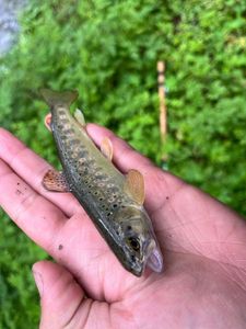 Brown Trout