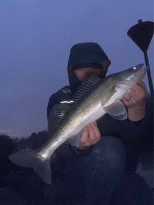 Zander