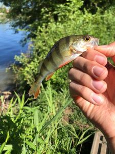 European Perch