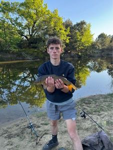 Common Carp