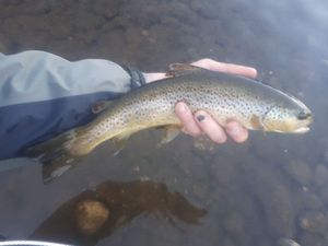 Brown Trout