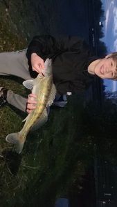 Zander