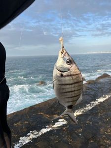 White Seabream