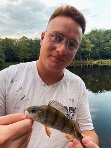 European Perch