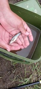 Gudgeon