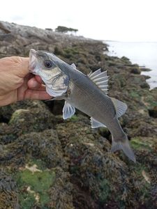 European Bass (Seabass)