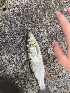 Chub