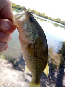 Largemouth Bass