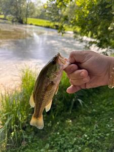 Smallmouth Bass