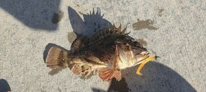 Brown Scorpionfish