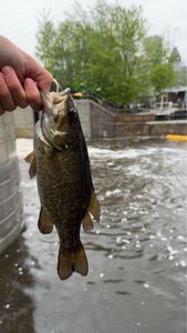 Smallmouth Bass