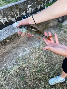 European Perch
