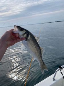 European Bass (Seabass)