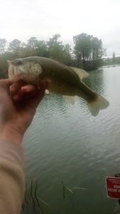 Largemouth Bass