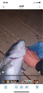 European Bass (Seabass)