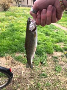 Rainbow Trout