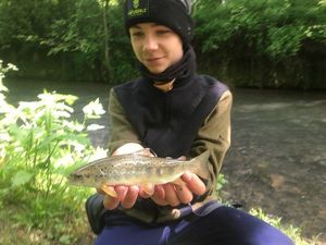 Brown Trout