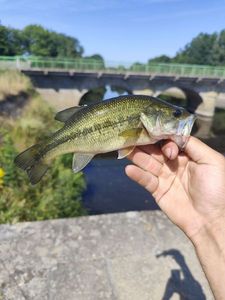 Largemouth Bass