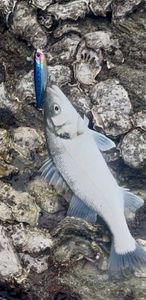 European Bass (Seabass)