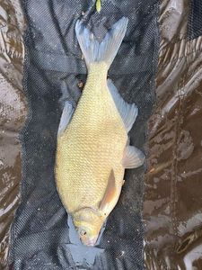 Common Bream