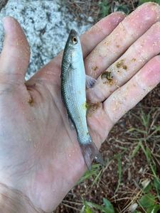 Thinlip grey mullet