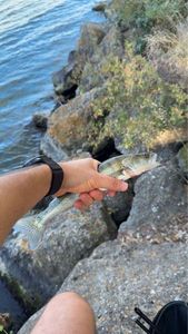 Zander