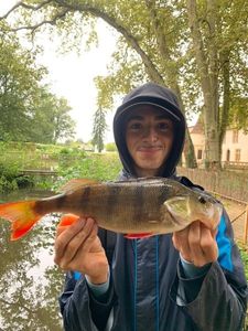 European Perch