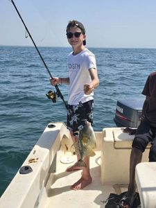 Spotted Triggerfish