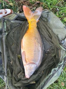 Mirror Carp