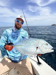 Bluefin Trevally
