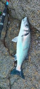 European Bass (Seabass)