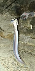 Conger