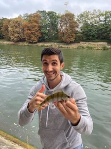 European Perch